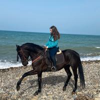 Cavallo intero 3 anni e mezzo