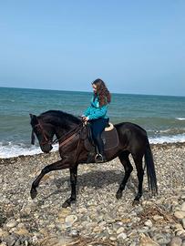 Cavallo intero 3 anni e mezzo