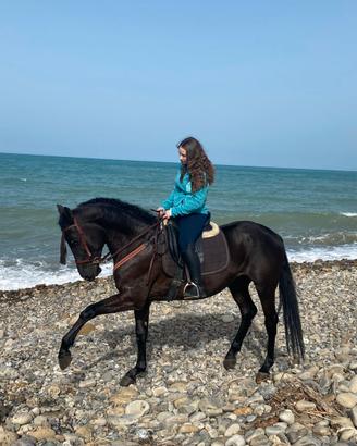 Cavallo intero 3 anni e mezzo