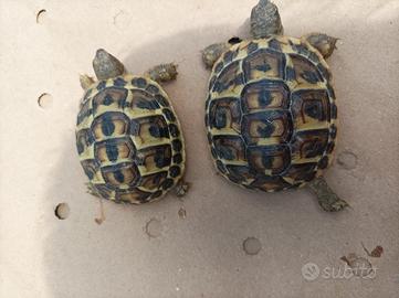 Giovani tartarughe