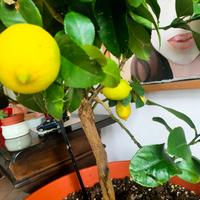 pianta di limone 