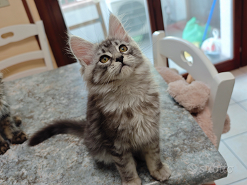 Maine Coon bimbe con pedigree