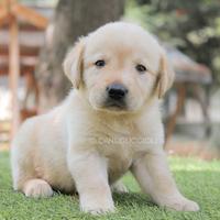 Cucciolo di Labrador Retriever giallo miele