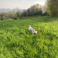 Setter inglese 10 mesi iniziato