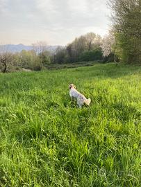 Setter inglese 10 mesi iniziato