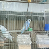 Disponibile cocorite riproduttivi