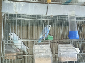 Disponibile cocorite riproduttivi