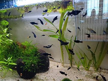Pesci acquario black molly