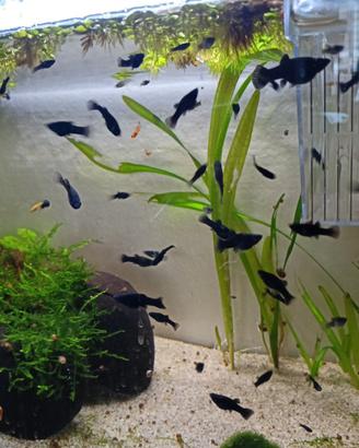 Pesci acquario black molly