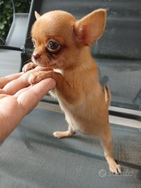 Chihuahua mini toy