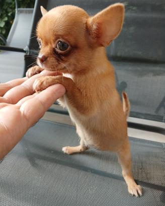 Chihuahua mini toy