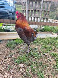 Gallo
