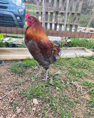 Gallo