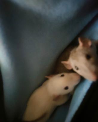 Ratti