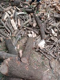 legna da ardere leccio ulivo quercia ecc.