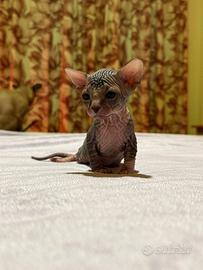 Gattini Sphynx
