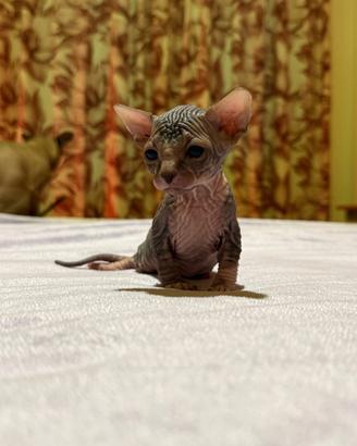 Gattini Sphynx