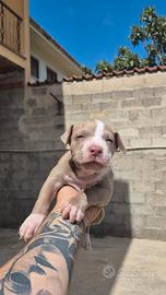 American pitbull terrier