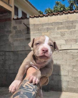 American pitbull terrier