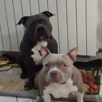 American bully pocket