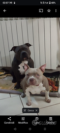 American bully pocket