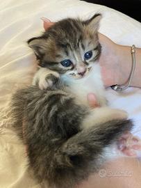 Gatti siberiani cuccioli ipoallergenici