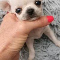 Chihuahua cuccioli