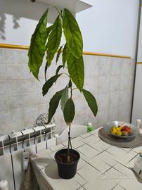 pianta di avocado 
