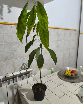 pianta di avocado 