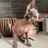 Sphynx cucciolo