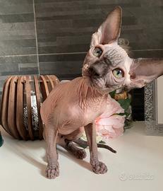Sphynx cucciolo