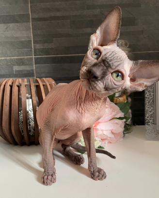 Sphynx cucciolo