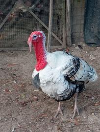 Tacchino maschio ermellinato di Rovigo