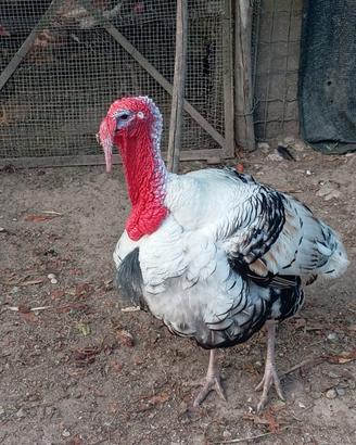Tacchino maschio ermellinato di Rovigo