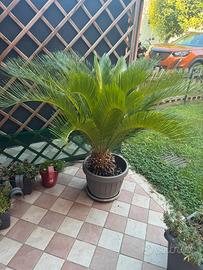 Cycas revoluta – pianta ornamentale