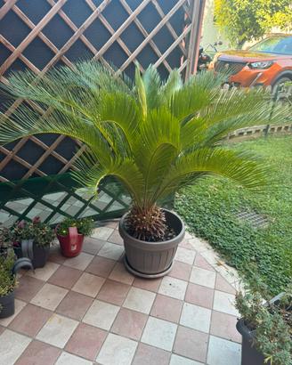 Cycas revoluta – pianta ornamentale