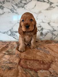 Cocker spaniel inglese