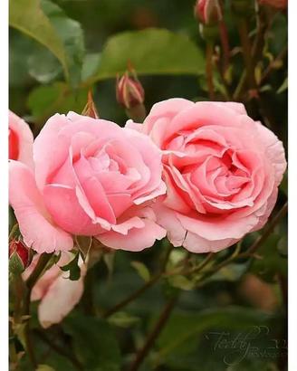 Rosa pianta