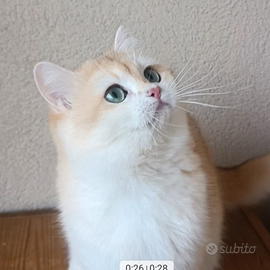 British Shorthair Golden chinchilla