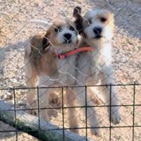 Briquet Griffon Vandeen