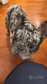 Maschio 4 anni diaponibile per monta