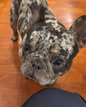 Maschio 4 anni diaponibile per monta