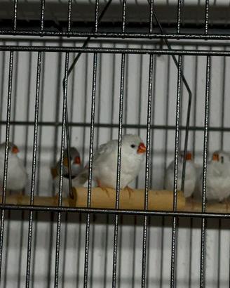 Bengalini