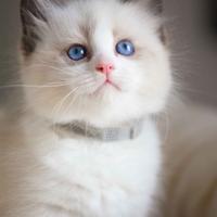 Cuccioli gatti Ragdoll