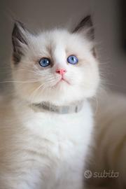 Cuccioli gatti Ragdoll