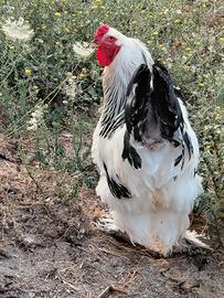 Brahma