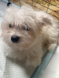 Cucciolo Maltese