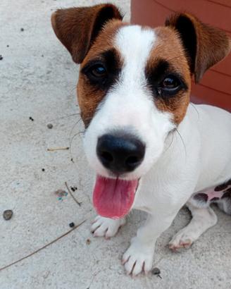 Cucciolo di Jack Russel di 7 mesi