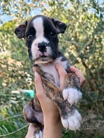 cuccioli di boxer 