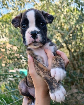 cuccioli di boxer 